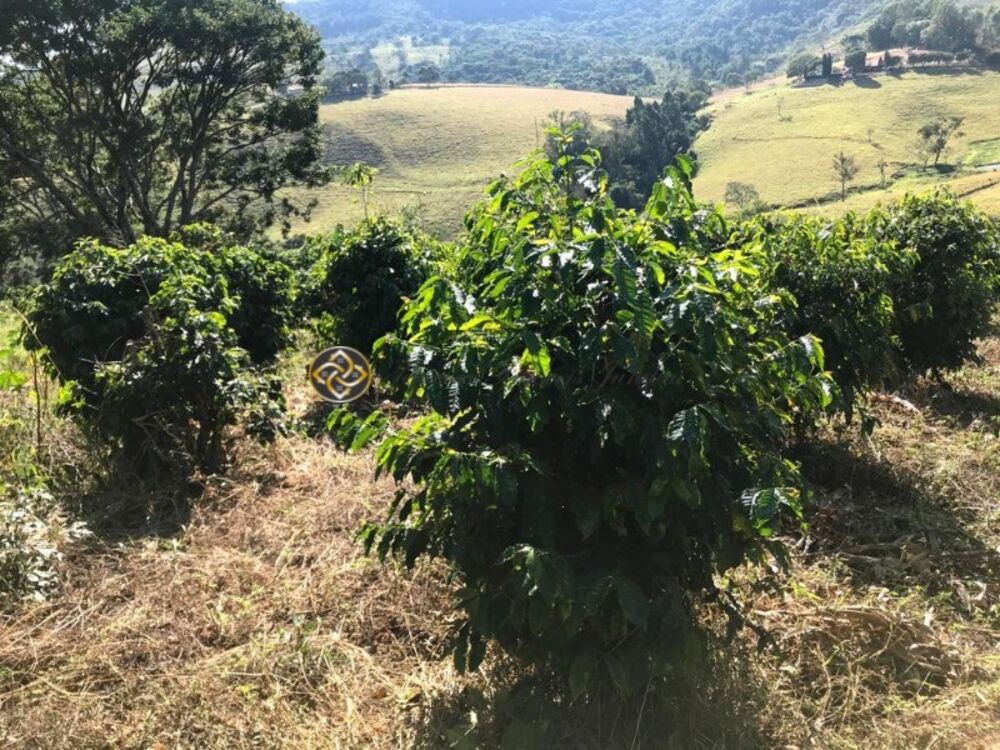 Sítio, 3 hectares - Foto 1