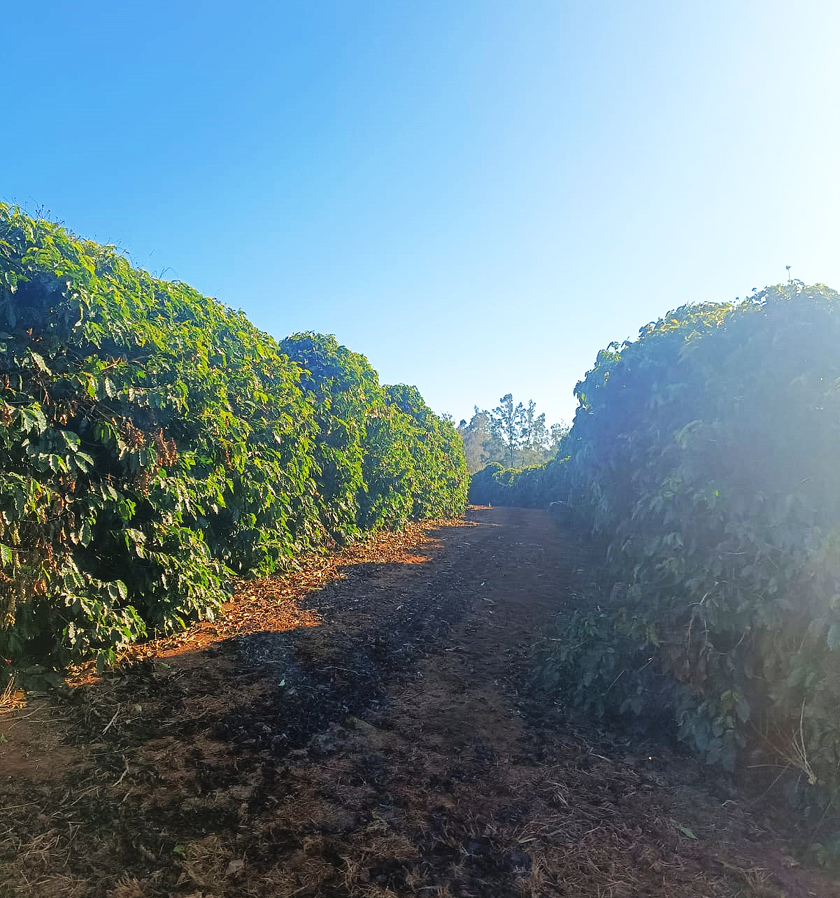 Fazenda à venda, 1000m² - Foto 16