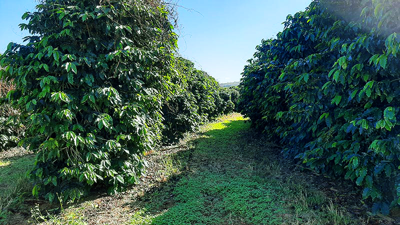 Fazenda à venda, 1000m² - Foto 5