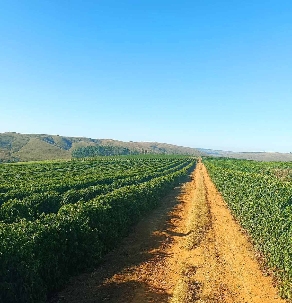 Fazenda à venda, 1000m² - Foto 4