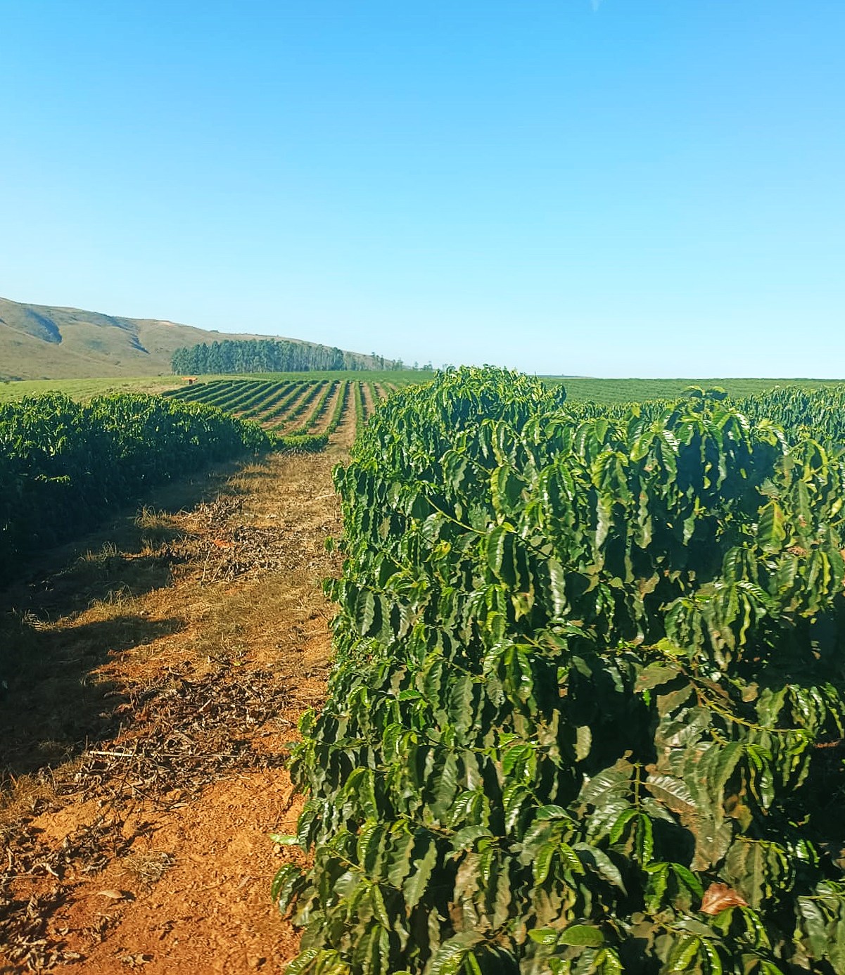 Fazenda à venda, 1000m² - Foto 6