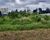 Terreno, 1 hectares - Foto 3