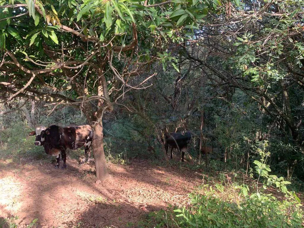 Sítio, 3 quartos, 4 hectares - Foto 28