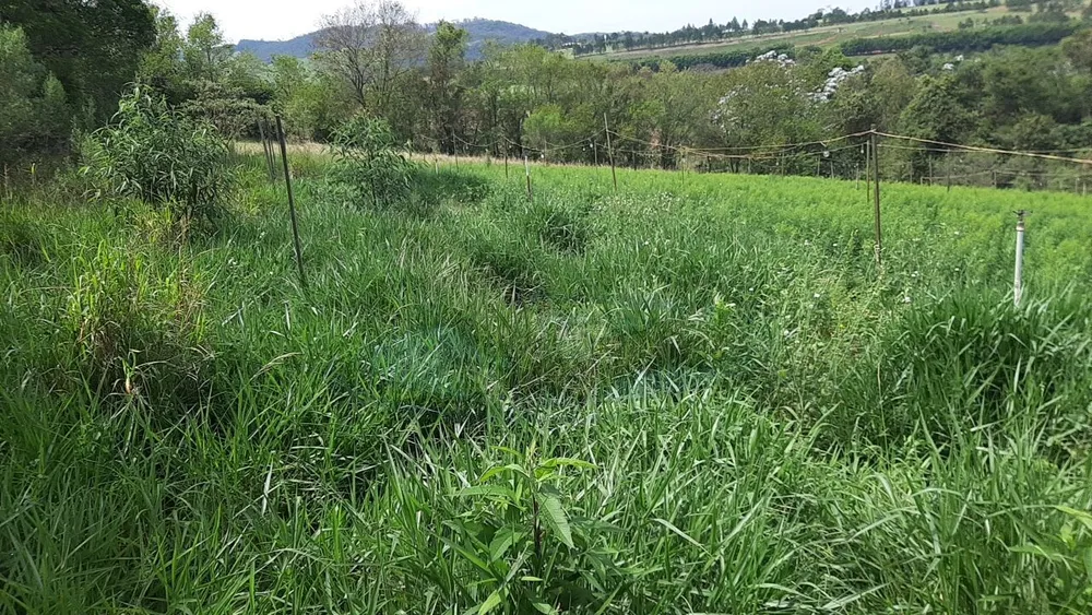 Terreno, 12 hectares - Foto 20