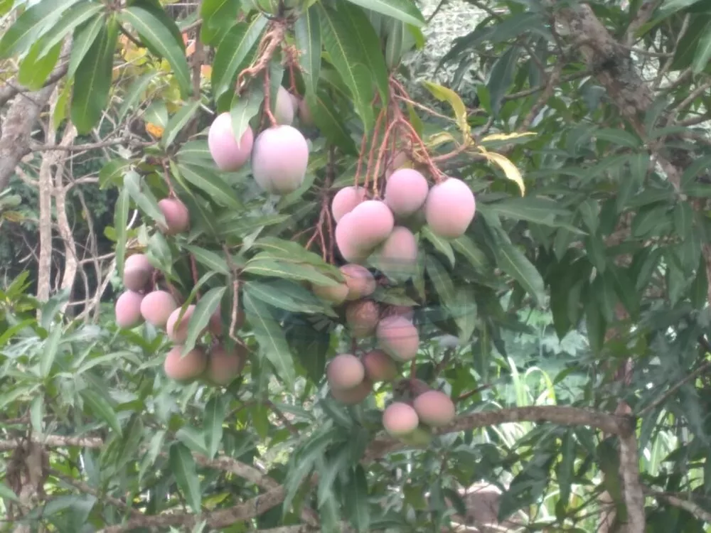 Terreno, 1020 m² - Foto 4