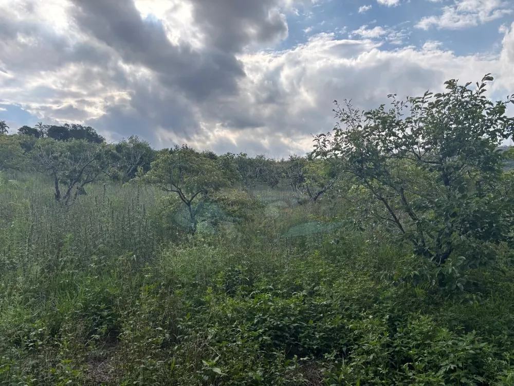 Sítio, 3 hectares - Foto 4