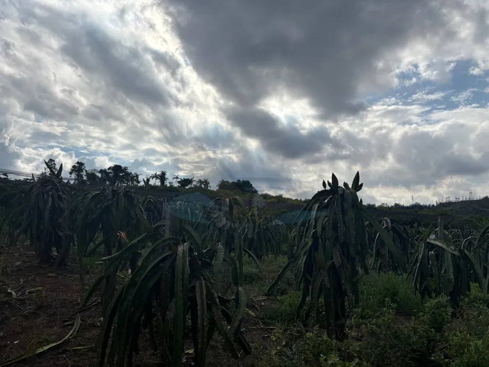 Sítio, 3 hectares - Foto 4