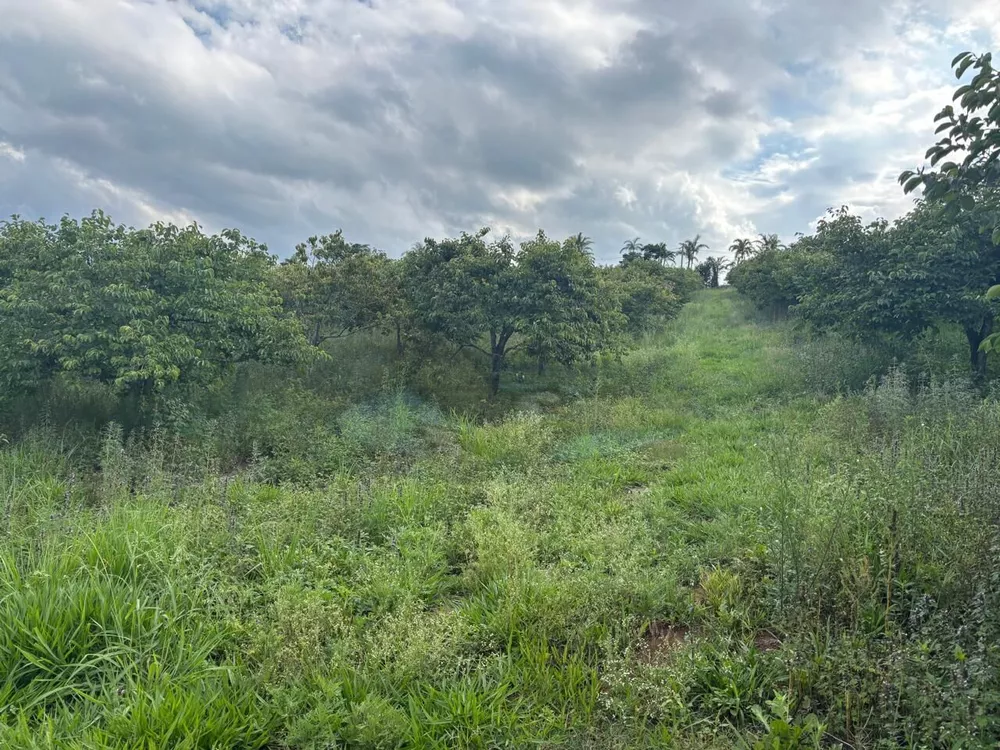 Sítio, 3 hectares - Foto 3