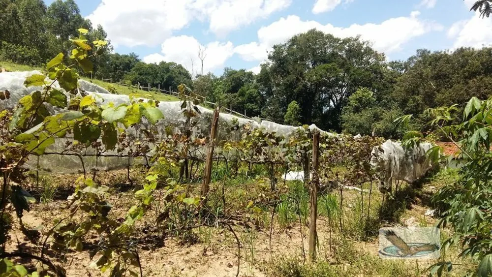 Chácara, 8 quartos, 3 hectares - Foto 16