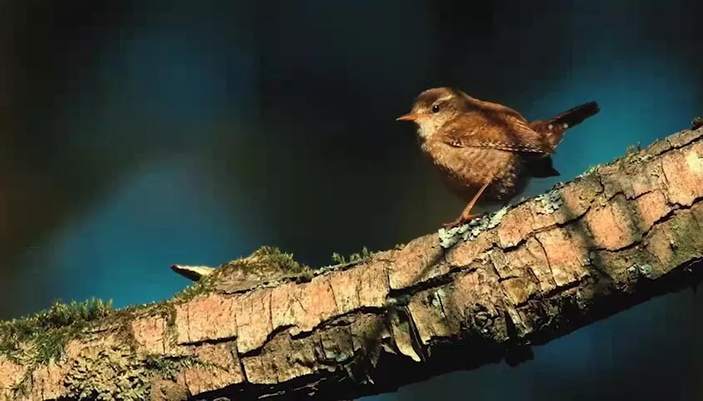 Casa de Condomínio, 4 quartos - Foto 16