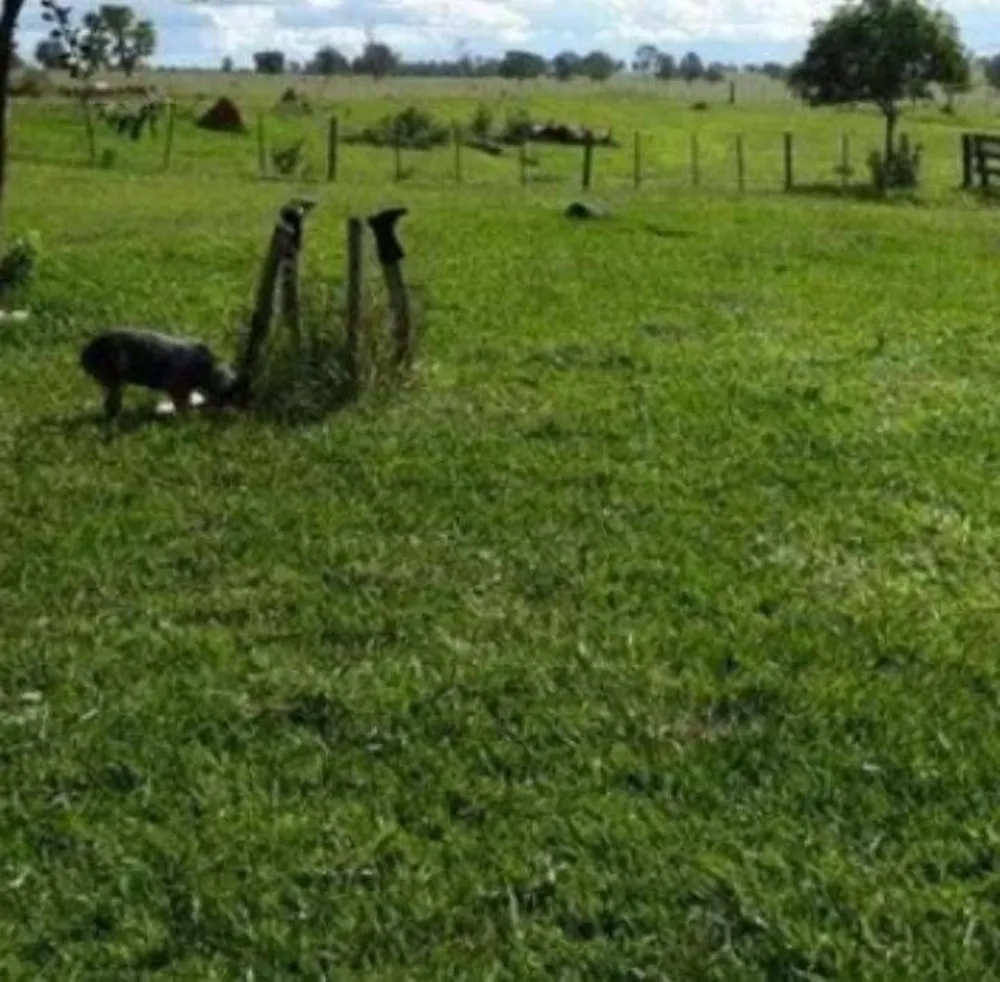 Fazenda - Foto 5