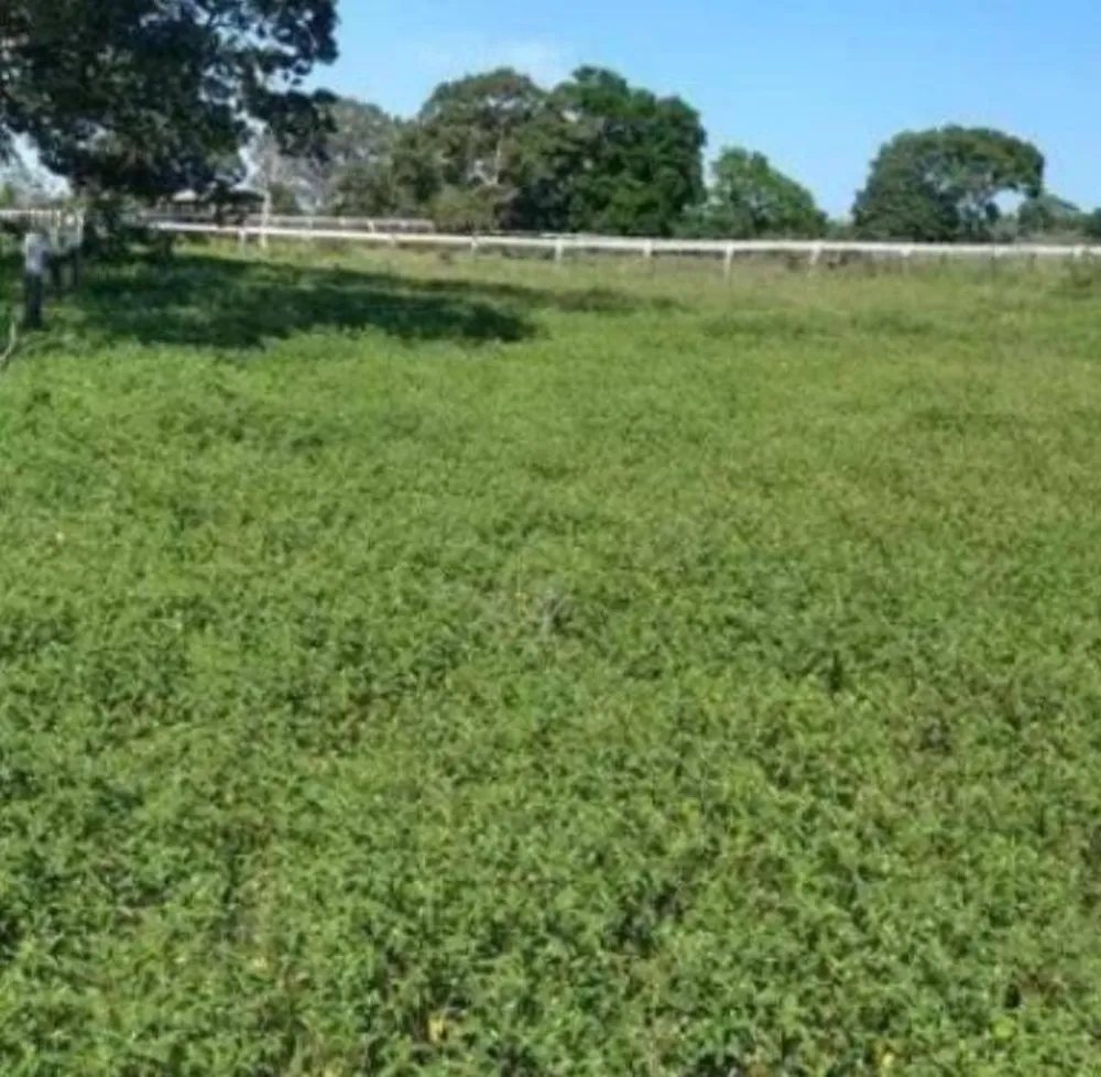 Fazenda - Foto 2