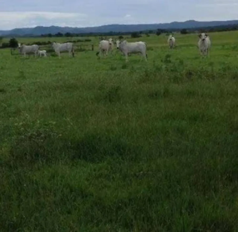 Fazenda - Foto 11