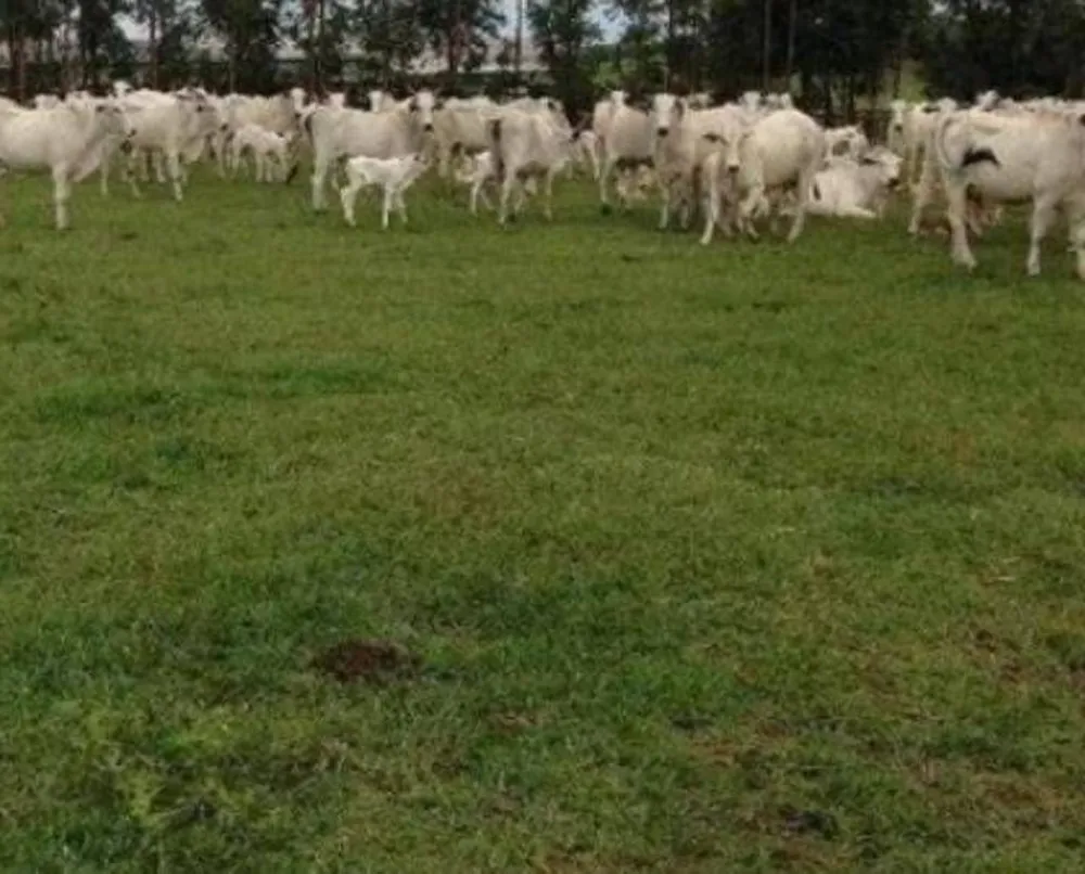 Fazenda - Foto 14