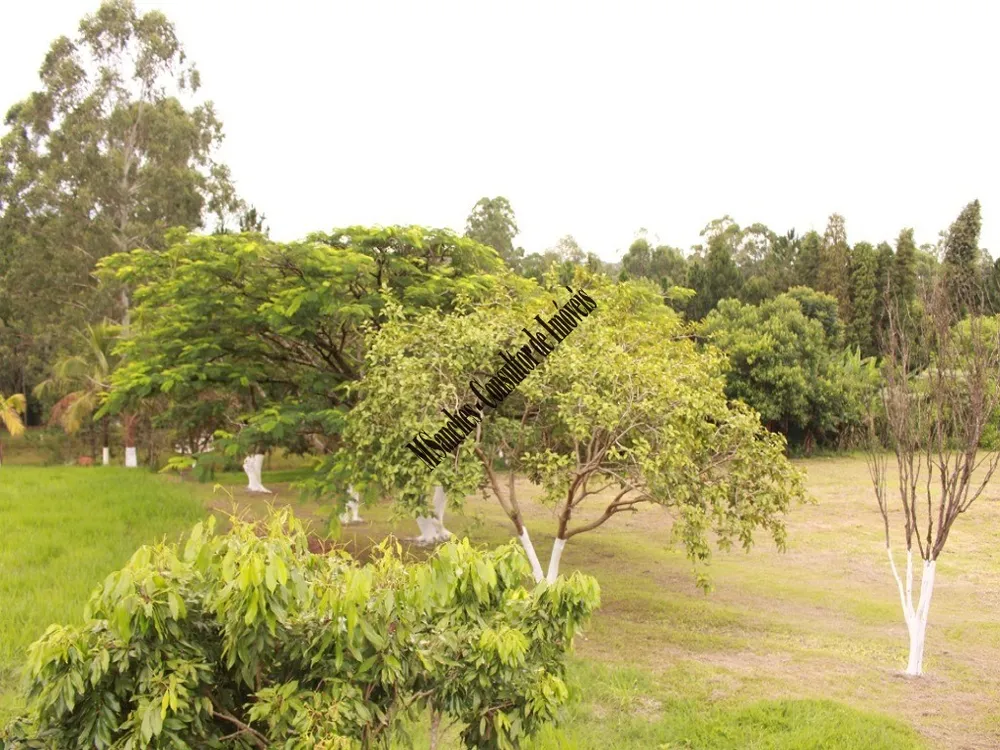 Sítio, 2 hectares - Foto 4