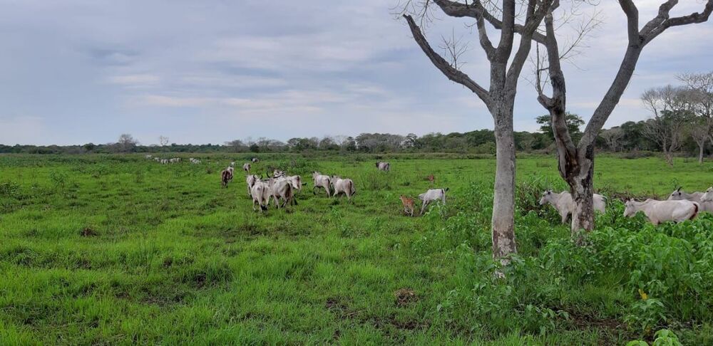 Fazenda - Foto 2