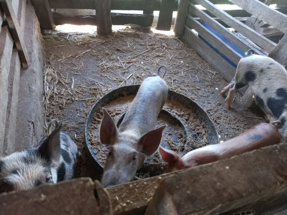 Sítio, 2 quartos - Foto 14