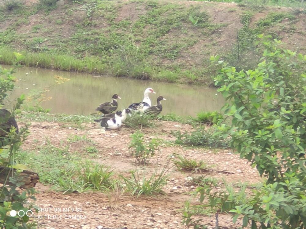 Sítio, 2 quartos - Foto 15