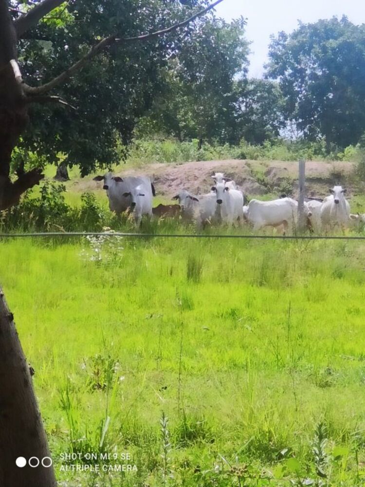 Sítio, 2 quartos - Foto 9