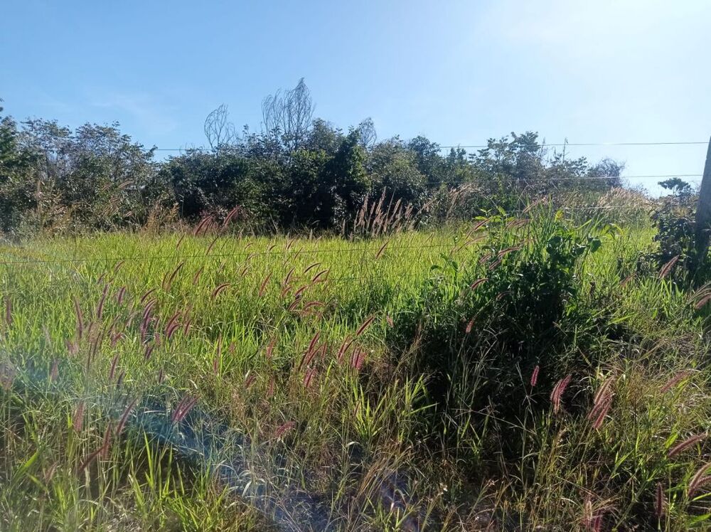 Fazenda - Foto 21