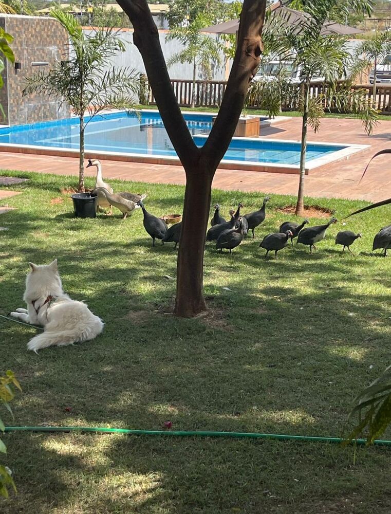 Chácara à venda com 4 quartos, 250m² - Foto 34