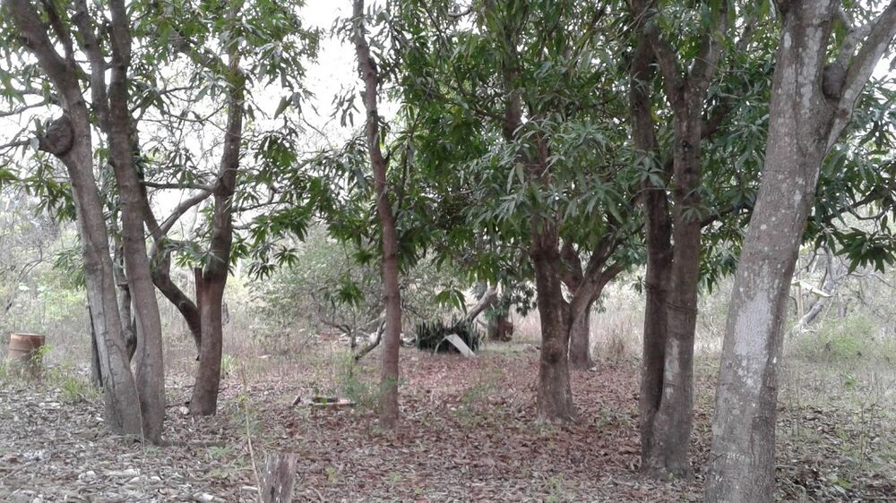 Chácara, 3 quartos - Foto 1