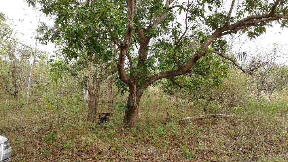 Chácara, 3 quartos - Foto 4