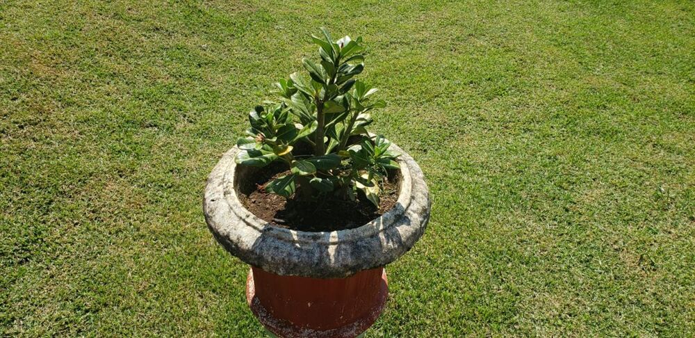 Chácara à venda com 2 quartos, 300m² - Foto 18