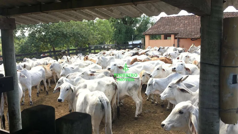 Fazenda, 245 hectares - Foto 7