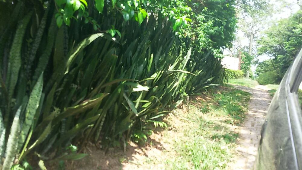 Terreno à venda, 3000m² - Foto 3