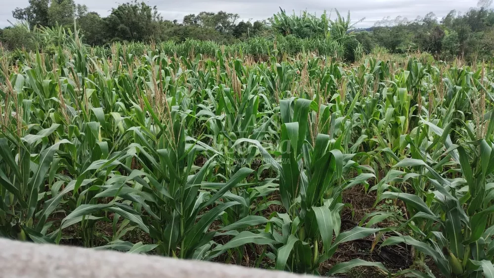 Chácara, 3700 m² - Foto 2