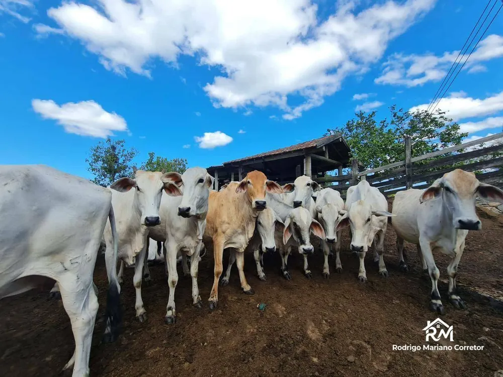 Fazenda, 126 hectares - Foto 35