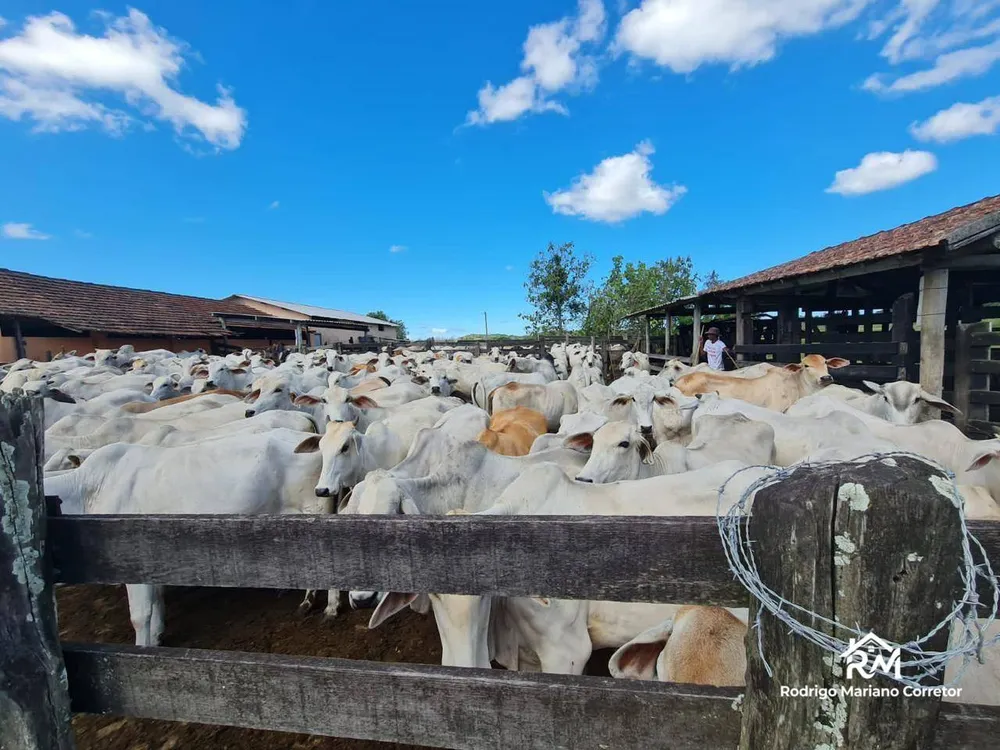 Fazenda, 126 hectares - Foto 34
