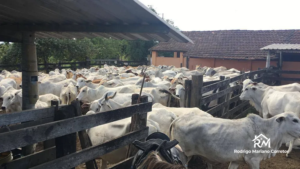 Fazenda, 126 hectares - Foto 15