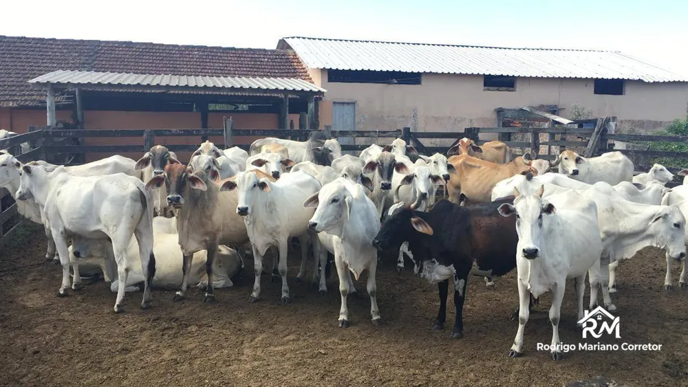 Fazenda, 126 hectares - Foto 8