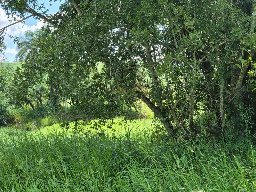 Sítio, 18 hectares - Foto 8