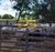 Fazenda - Foto 2