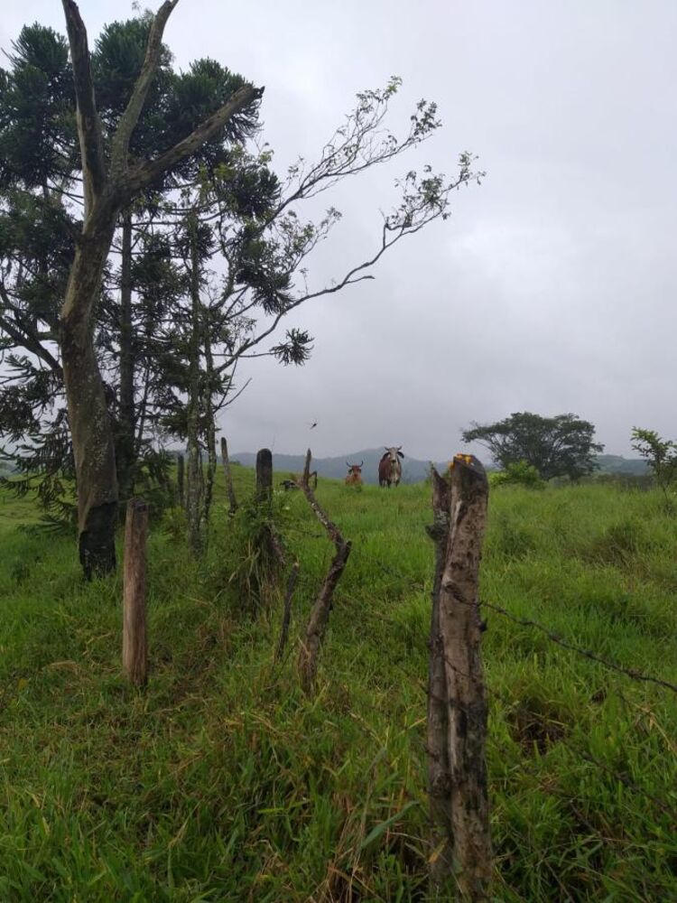 Terreno, 10000 m² - Foto 4