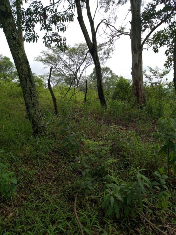 Terreno, 10000 m² - Foto 1