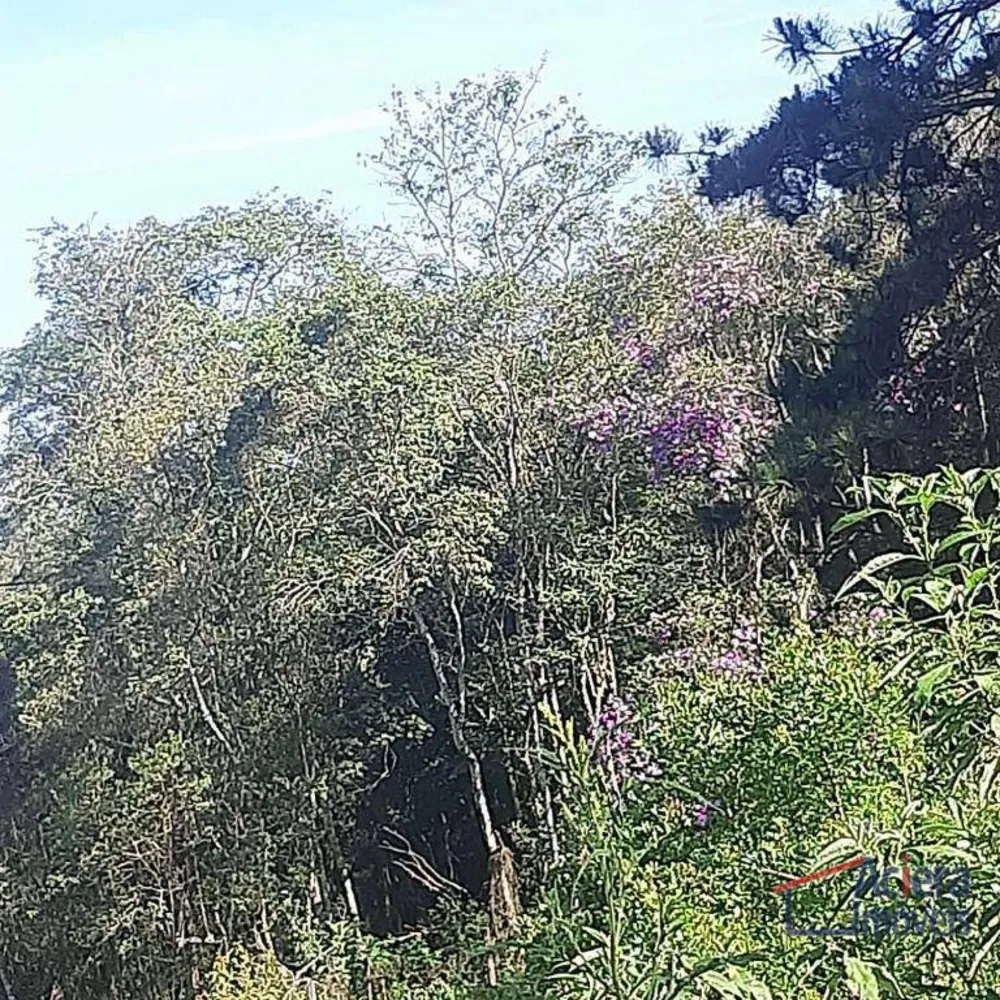 Terreno, 8 hectares - Foto 7