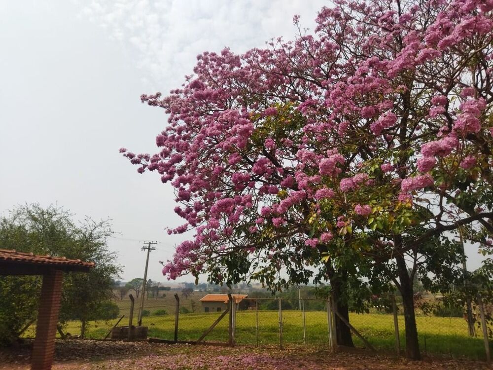 Fazenda à venda com 1 quarto, 300000m² - Foto 2