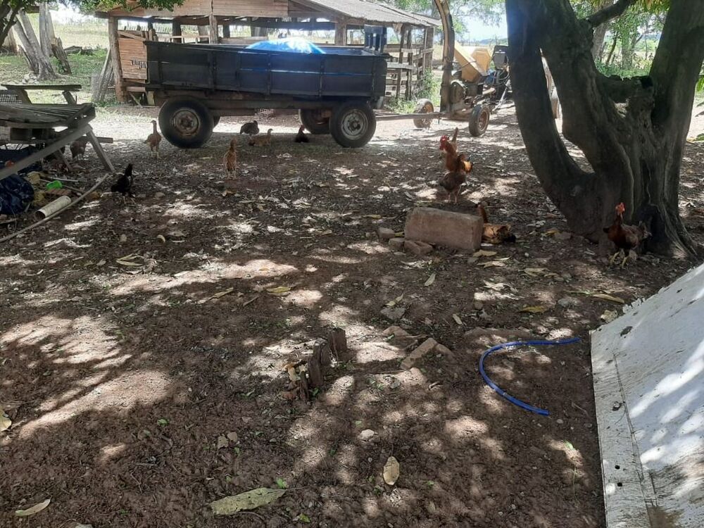 Sítio, 4 quartos, 5 hectares - Foto 3