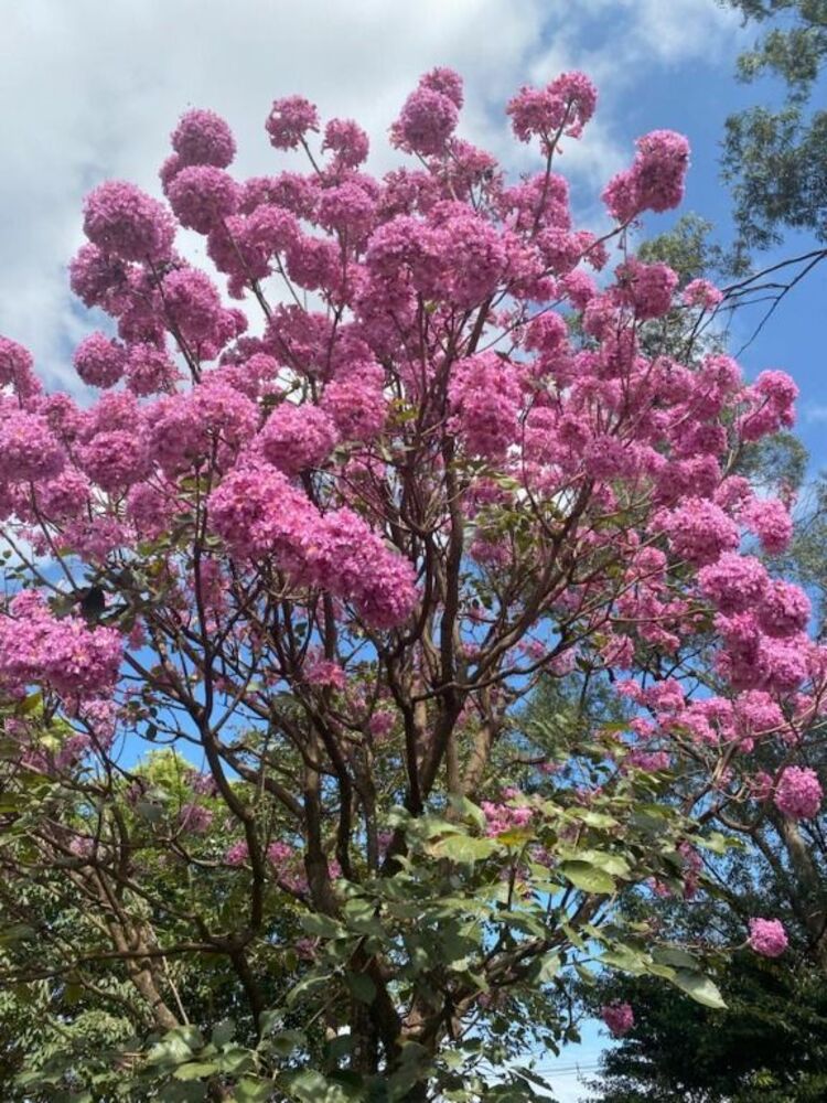 Chácara, 3 quartos, 5000 m² - Foto 8