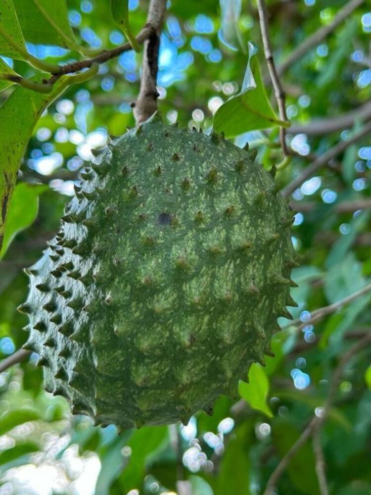 Chácara, 3 quartos, 5000 m² - Foto 2