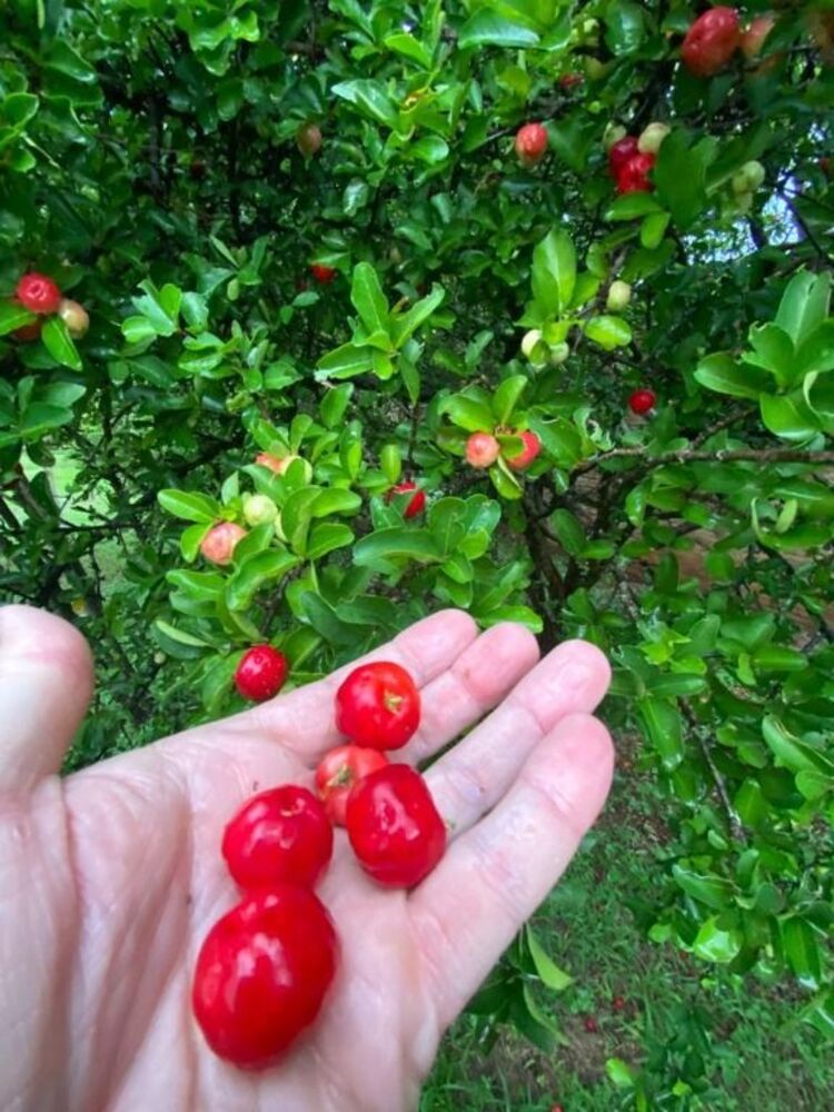 Chácara, 3 quartos, 5000 m² - Foto 20