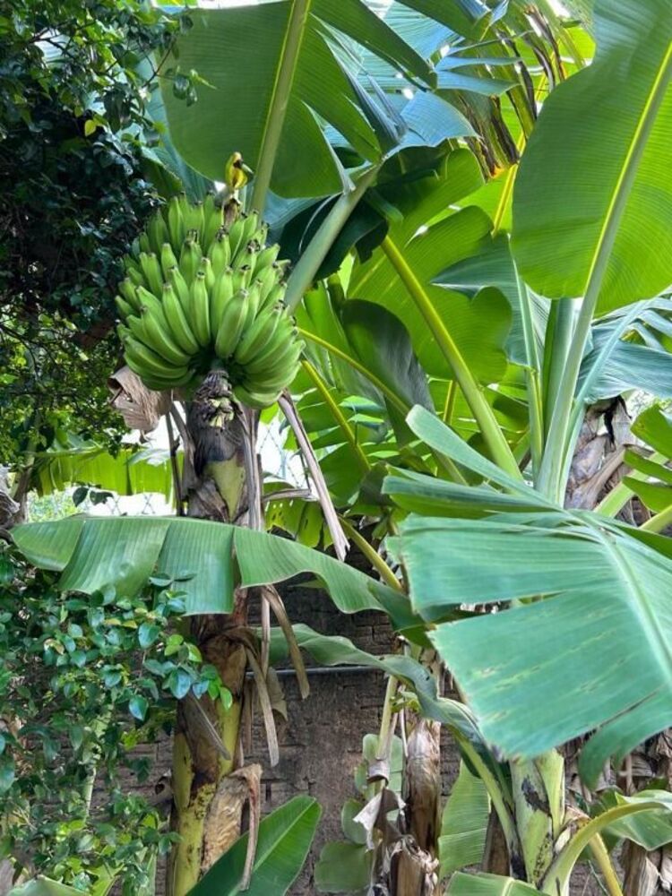 Chácara, 3 quartos, 5000 m² - Foto 5