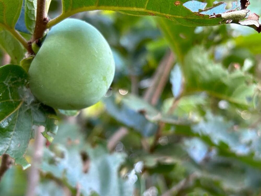 Chácara, 3 quartos, 5000 m² - Foto 3