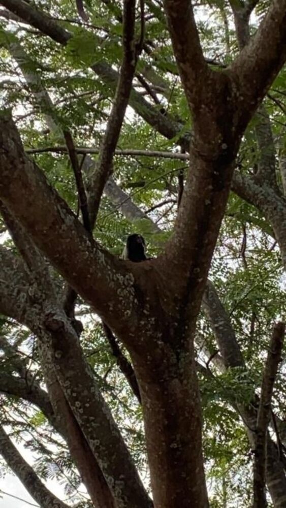 Chácara, 3 quartos, 5000 m² - Foto 18