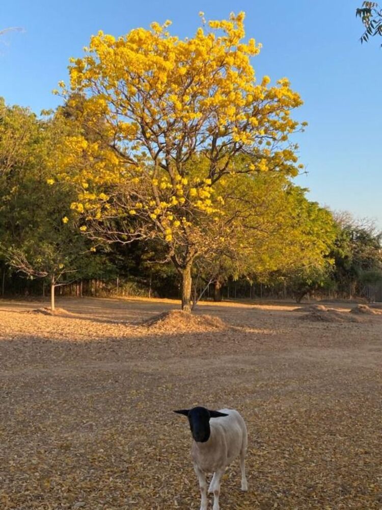 Chácara, 3 quartos, 5000 m² - Foto 17