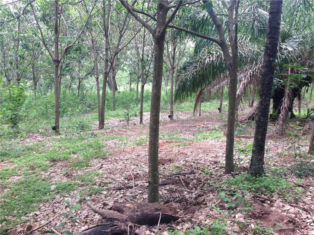 Fazenda à venda com 4 quartos, 847000m² - Foto 2